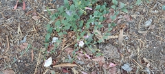 Convolvulaceae