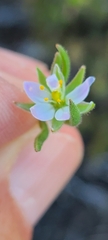 Spergularia marina