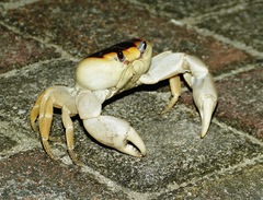 Gecarcinus