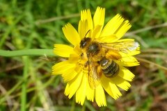 Dasypoda hirtipes
