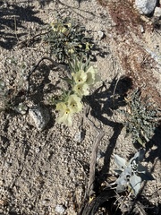 Mohavea confertiflora