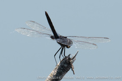 Urothemis edwardsii