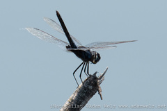 Urothemis edwardsii