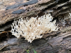 Artomyces pyxidatus