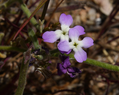 Matthiola tricuspidata