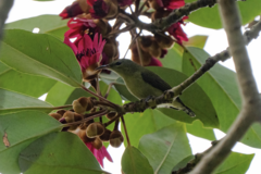 Aethopyga christinae