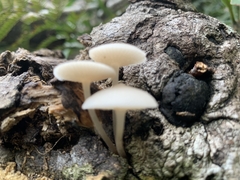 Favolaschia