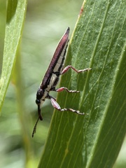Rhinotia suturalis