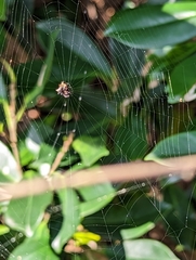 Thelacantha brevispina