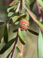Paropsis minor