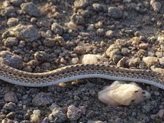 Psammophis leightoni