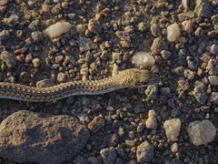 Psammophis leightoni