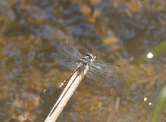 Eusynthemis brevistyla