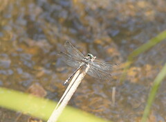 Eusynthemis brevistyla