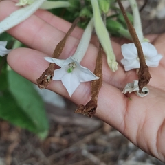 Nicotiana
