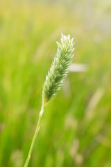 Phalaris aquatica
