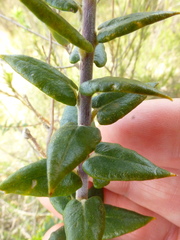 Phylica spicata
