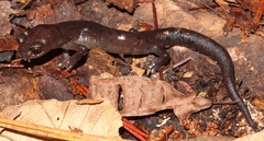 Conant's Mushroomtongue Salamander photo 4
