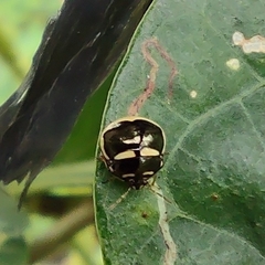 Plataspidae