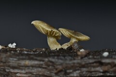 Simocybe haustellaris