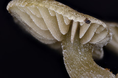 Simocybe haustellaris