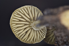 Simocybe haustellaris