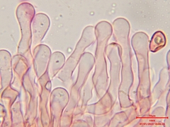 Simocybe haustellaris