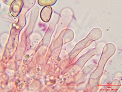 Simocybe haustellaris