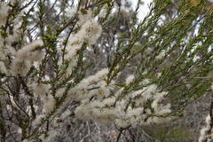 Melaleuca brevifolia