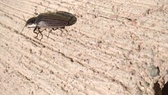 Chalcolepidius approximatus