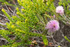 Melaleuca decussata