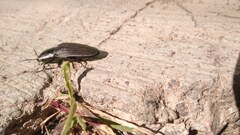 Chalcolepidius approximatus