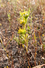 Triptilodiscus pygmaeus