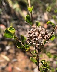 Pomaderris obcordata