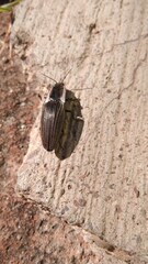 Chalcolepidius approximatus