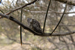 Hakea mitchellii