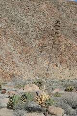 Agave deserti