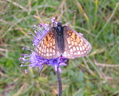 Melitaea parthenoides