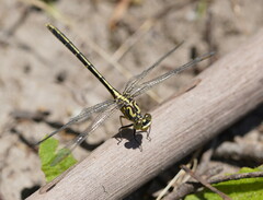 Austrogomphus guerini