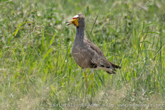 Vanellus senegallus
