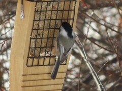 Poecile atricapillus