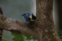 Machlolophus spilonotus