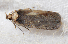 Agonopterix lecontella