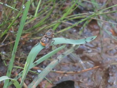 Scaptia