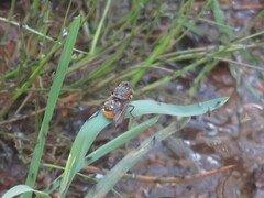 Scaptia