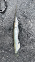 Zenarchopterus buffonis