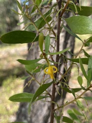Persoonia sericea
