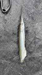 Zenarchopterus buffonis