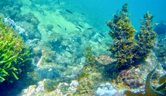 Meuschenia hippocrepis