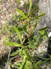 Persoonia sericea